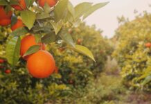 Pronóstico de naranjas en Florida sube ligeramente en junio, pero sigue 34% por debajo de la temporada pasada