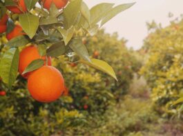 Pronóstico de naranjas en Florida sube ligeramente en junio, pero sigue 34% por debajo de la temporada pasada