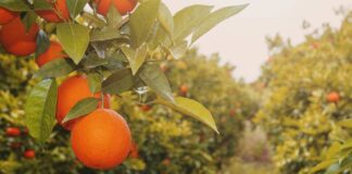 Pronóstico de naranjas en Florida sube ligeramente en junio, pero sigue 34% por debajo de la temporada pasada