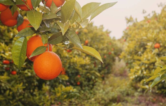 Pronóstico de naranjas en Florida sube ligeramente en junio, pero sigue 34% por debajo de la temporada pasada