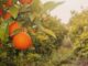 Pronóstico de naranjas en Florida sube ligeramente en junio, pero sigue 34% por debajo de la temporada pasada