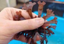 Proyecto UCN busca optimizar el cultivo de macroalga de alto valor económico y biológico  