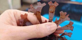 Proyecto UCN busca optimizar el cultivo de macroalga de alto valor económico y biológico  