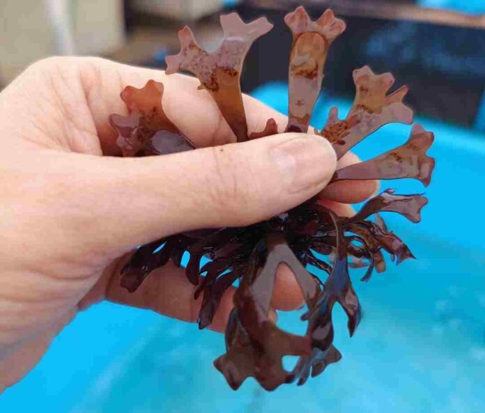 Proyecto UCN busca optimizar el cultivo de macroalga de alto valor económico y biológico  