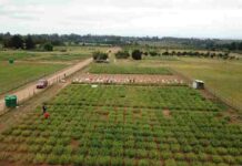 Recuperar suelos: el aporte de las chipeadoras en la agricultura sostenible