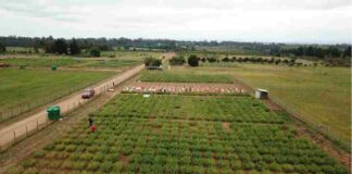 Recuperar suelos: el aporte de las chipeadoras en la agricultura sostenible