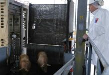 SAG impulsa transformación digital en el sector pecuario para agilizar exportaciones