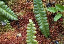 Turberas: un tesoro escondido en la Patagonia