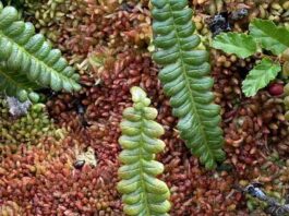 Turberas: un tesoro escondido en la Patagonia