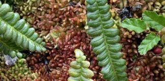 Turberas: un tesoro escondido en la Patagonia