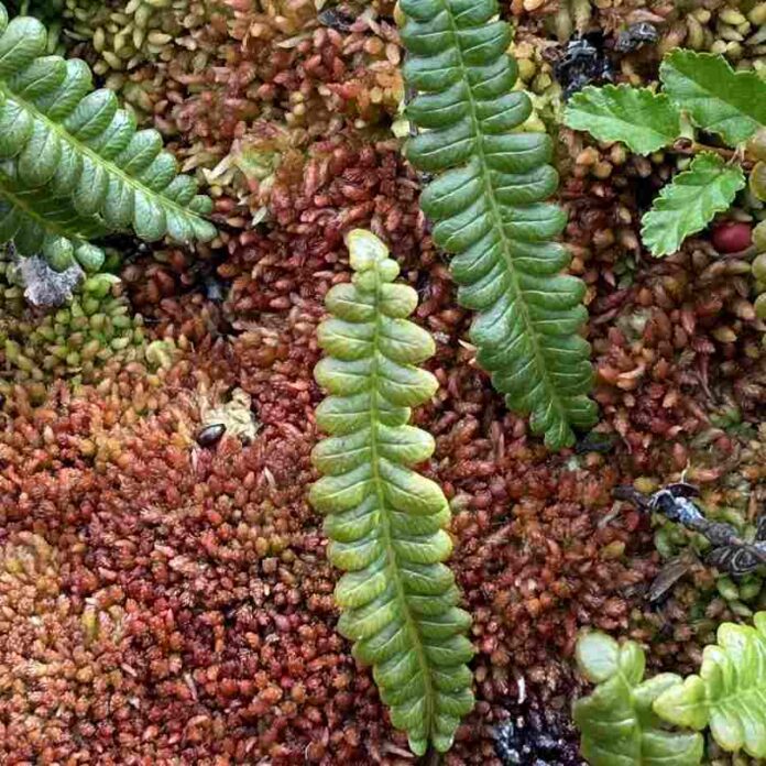 Turberas: un tesoro escondido en la Patagonia
