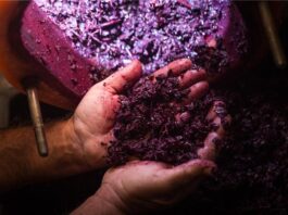 Viña Concha y Toro y HUBTEC lanzan ReWine, convocatoria abierta a proyectos de innovación en la industria vitivinícola