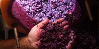Viña Concha y Toro y HUBTEC lanzan ReWine, convocatoria abierta a proyectos de innovación en la industria vitivinícola