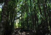Se amplía el plazo a las postulaciones del Fondo de Conservación de la Ley de Bosque Nativo