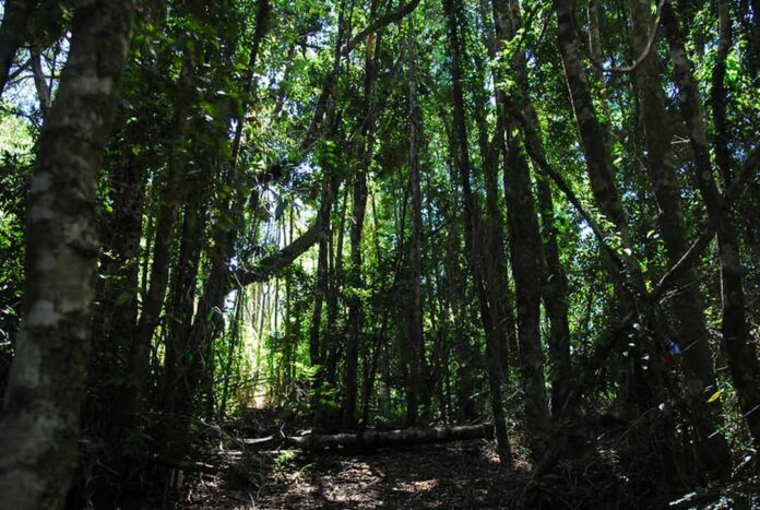 Se amplía el plazo a las postulaciones del Fondo de Conservación de la Ley de Bosque Nativo