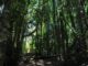 Se amplía el plazo a las postulaciones del Fondo de Conservación de la Ley de Bosque Nativo