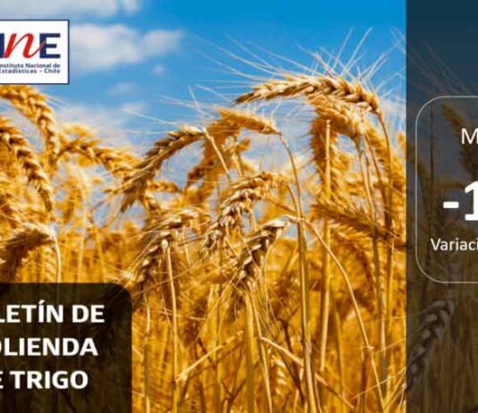 INE Biobío publica cifras de molienda de trigo correspondiente a mayo de 2025
