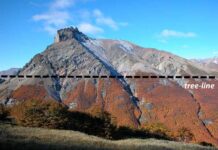 Árboles al límite: el umbral del bosque en la Patagonia