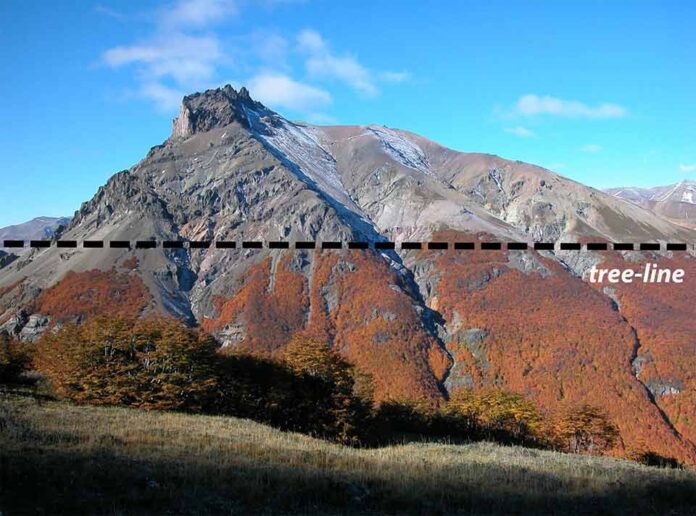 Árboles al límite: el umbral del bosque en la Patagonia