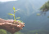 Día del Medio Ambiente: Empresas refuerzan su compromiso con el planeta