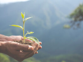 Día del Medio Ambiente: Empresas refuerzan su compromiso con el planeta