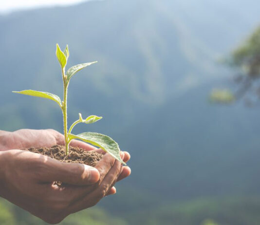 Día del Medio Ambiente: Empresas refuerzan su compromiso con el planeta