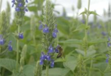 La semilla que regenera la tierra: el viaje sustentable de la chía chilena