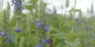 La semilla que regenera la tierra: el viaje sustentable de la chía chilena