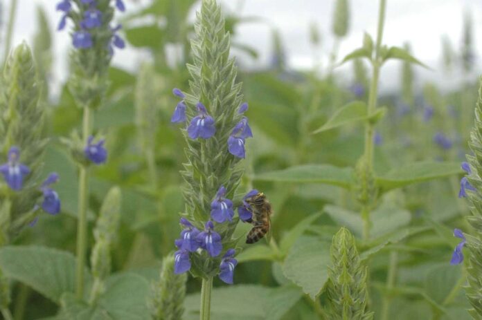 La semilla que regenera la tierra: el viaje sustentable de la chía chilena