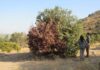 megasequía bosques mediterráneos y templados chile