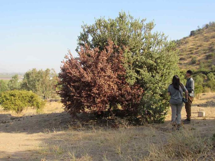 megasequía bosques mediterráneos y templados chile