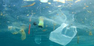 5 billones de bolsas plásticas al año: la amenaza invisible que podría contaminar el planeta por 500 años  