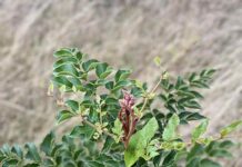 Abren postulaciones a iniciativas de manejo forestal para enfrentar el cambio climático