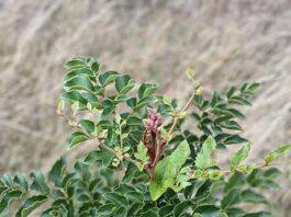 Abren postulaciones a iniciativas de manejo forestal para enfrentar el cambio climático