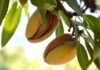 Cosecha de almendras en California crecerá 10 % en 2025, según el USDA