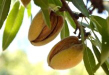 Cosecha de almendras en California crecerá 10 % en 2025, según el USDA