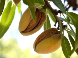 Cosecha de almendras en California crecerá 10 % en 2025, según el USDA