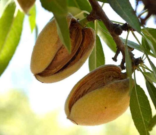 Cosecha de almendras en California crecerá 10 % en 2025, según el USDA