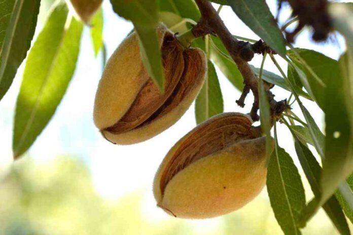 Cosecha de almendras en California crecerá 10 % en 2025, según el USDA