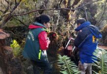 CONAF denuncia la corta ilegal de ciprés de las Guaitecas en Reserva Nacional Katalalixar