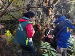 CONAF denuncia la corta ilegal de ciprés de las Guaitecas en Reserva Nacional Katalalixar