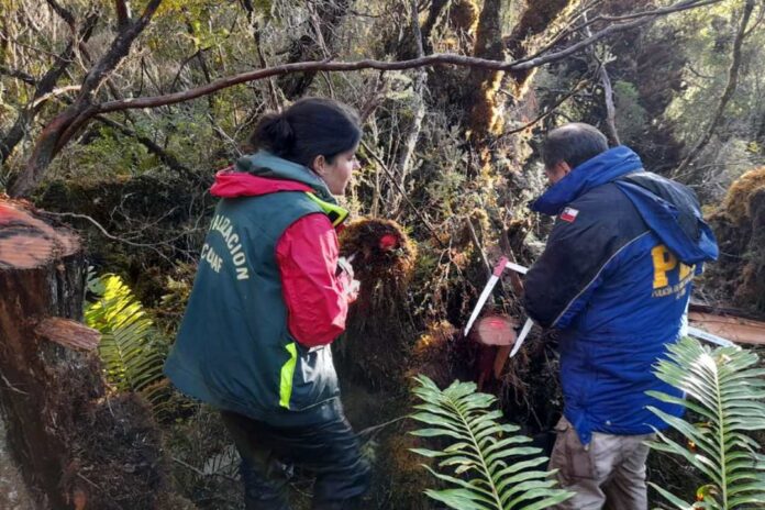 CONAF denuncia la corta ilegal de ciprés de las Guaitecas en Reserva Nacional Katalalixar