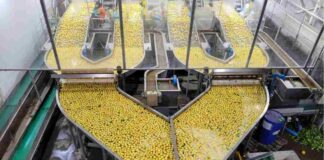 Cerezas y limones: los cultivos que más rinden por cada litro de agua en la región de Coquimbo