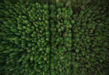 Chile se adelanta al mundo con cque cumple norma europea de Deforestación Cero