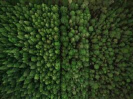 Chile se adelanta al mundo con cque cumple norma europea de Deforestación Cero