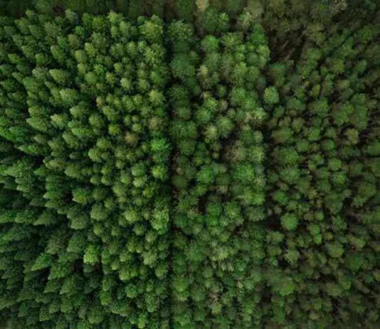 Chile se adelanta al mundo con cque cumple norma europea de Deforestación Cero