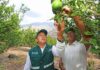 Cítricos peruanos superan las 100 mil toneladas exportadas en los primeros cinco meses de 2025
