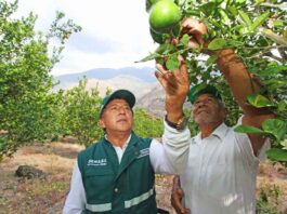Cítricos peruanos superan las 100 mil toneladas exportadas en los primeros cinco meses de 2025