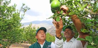 Cítricos peruanos superan las 100 mil toneladas exportadas en los primeros cinco meses de 2025