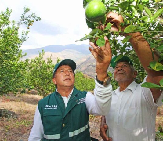 Cítricos peruanos superan las 100 mil toneladas exportadas en los primeros cinco meses de 2025